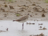 American Golden-Plover - 4-4-2010 - Crittenden Co.jpg