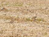 American Golden-Plover - 4-11-2010 Crittenden - rolled rice field.