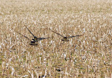 American Golden-Plover - 4-11-2010 Crittenden flushed from cotton stubble.jpg