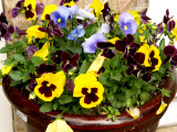 House - Flowers - 4-17-10 Pansy Pot 