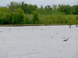 Neotropic Cormorant - 4-25-10 ONeal Lake