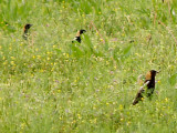 Bobolink - 5-1-10 Ensley Rain