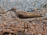 Solitary Sandpiper - 5-2-10 - Ensley 1