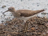 Solitary Sandpiper - 5-2-10 - Ensley