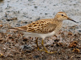 Pectoral Sandpiper - 5-2-10 Ensley