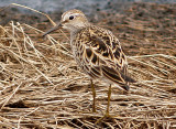 Pectoral Sandpiper - 5-2-10 Ensley 4.