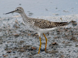 Lesser Yellowlegs - 5-2-10 Ensley