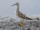 Lesser Yellowlegs - 5-2-10  On alert.