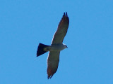 Mississippi Kite - 5-8-10