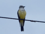 Western Kingbird - 5-9-10  Kansas St.