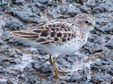 Least Sandpiper - 5-9-10 Ensley 1.jpg