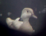 Wood Duck - 5-15-10 leucistic hen 