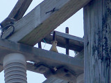 Scissor-tailed Flycatcher - 5-15-10 hybrid female on nest