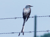 Scissor-tailed Flycatcher - 5-15-10 male Presidents Island