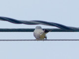 Western Kingbird - 5-15-10 - Frayser Hybrid Female