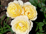 House - Flowers - 5-24-10  Graham Thomas - fragrant yellow rose.