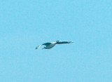 Franklins Gull - 6-6-2010 - 2nd summer plumage - MS RV - Memphis