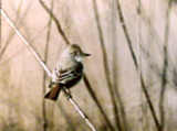 Ash-throated Flycatcher - Ensley Bottoms -Dec. 2002