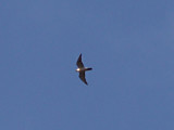 Peregrine Falcon in flight - 7-22-07 - Ensley