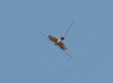 Sharp-shinned Hawk - 11-3-07 Wapanocca NWR -wing line