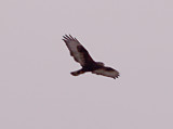 Rough-legged Hawk - Dk Morph - brown form 11-18-07