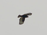 Rough-legged Hawk - Dk Morph adult - underwing and tail pattern