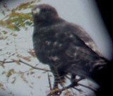 Rough-legged Hawk - Dark Morph adult 11-18- 07 Tunica