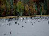 Whooping Crane - 11-26-07 - with Great Egret
