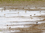 Golden-Plovers - DeSoto Co. MS - 4-5-08