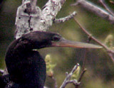 Anhinga - Haywood Co. adult male