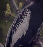 Anhinga - male back pattern