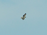 Red-tailed Hawk - light morph Harlans 4-6-08