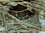 Carolina Wren on nest 4-12-08