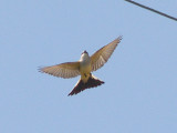Western Kingbird / Scissor-tail - hybrid female 5-4-08 in flight.