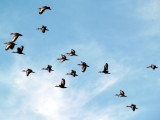 Black-bellied Whistling Duck - 5-8-08 Ensley