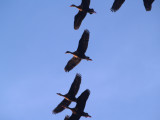 Black-bellied Whistling Duck - 5-8-08 Ensley