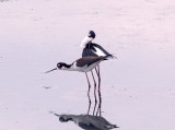 BNS - mating ritual -