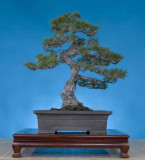 Pinus thunbergii, 27 inches