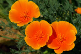 Eschscholzia_californica.jpg