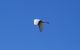 Ardea_alba_Great_Egret.jpg