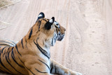 Tigress 3