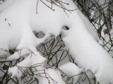 thinks hes hiding in the bushes