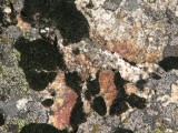 vivid color lichen