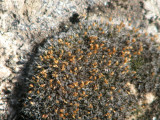 lichen going to seed