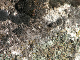 older lichens