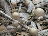 tiny mushrooms