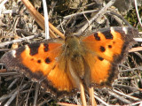 California Tortoiseshell