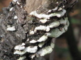 white lichen
