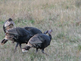 wild turkeys