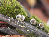 moss and lichens